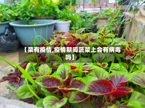 【菜有疫情,疫情期间蔬菜上会有病毒吗】