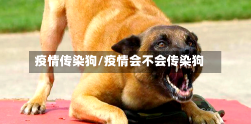疫情传染狗/疫情会不会传染狗